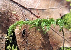 Thamnobryum alleghaniense