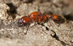 Podomyrma gratiosa