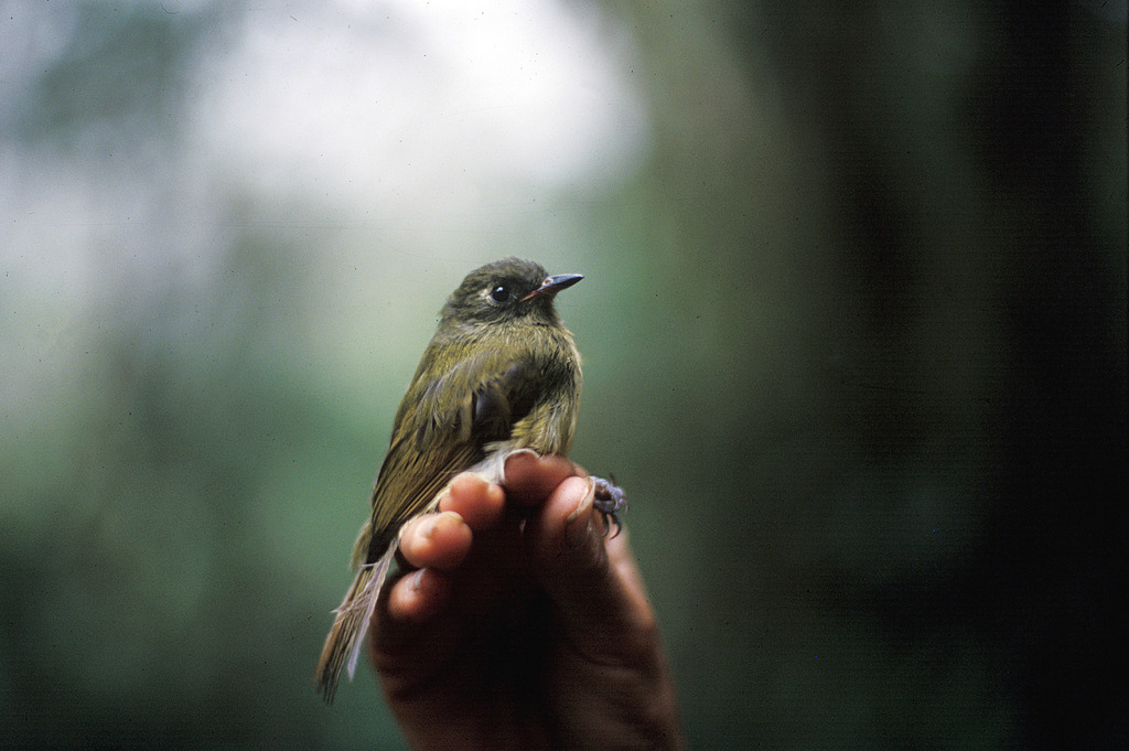 Streak-Necked Flycatcher