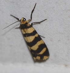 Scaptesyle equidistans