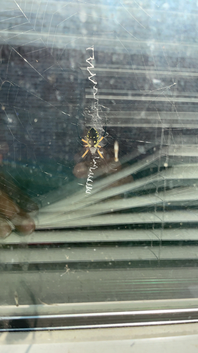 Yellow Garden Spider