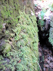 Thamnobryum alleghaniense