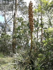 Puya aequatorialis