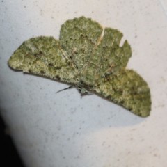 Aeolochroma viridicata