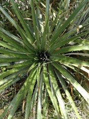 Puya aequatorialis