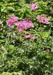 Filipendula multijuga