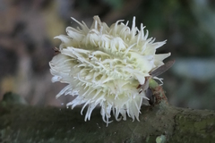 Carpotroche longifolia