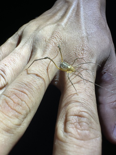 Paravonones quadratus