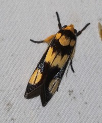 Xylorycta heliomacula