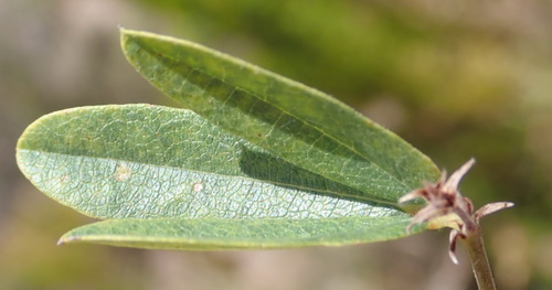 Image of Rhynchosia ciliata by (c) Nicola van Berkel, some rights reserved (CC BY-SA)