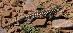 Liolaemus ornatus