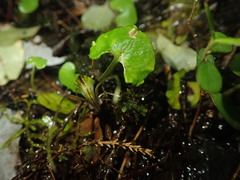 Corybas trilobus
