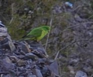 Psilopsiagon aurifrons