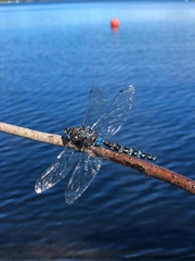 Rhionaeschna variegata