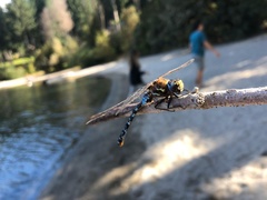 Rhionaeschna variegata