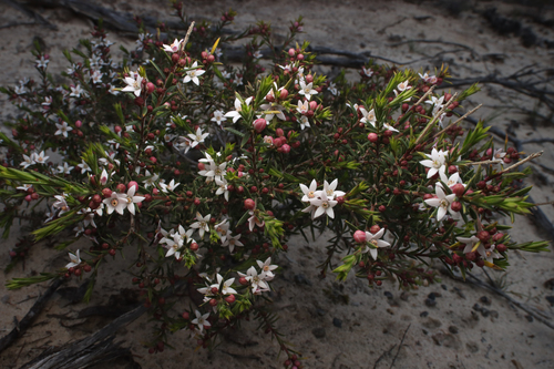 Philotheca pungens (Lindl.) Paul G.Wilson