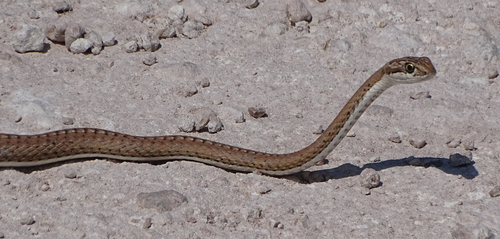 Cape Sand Snake