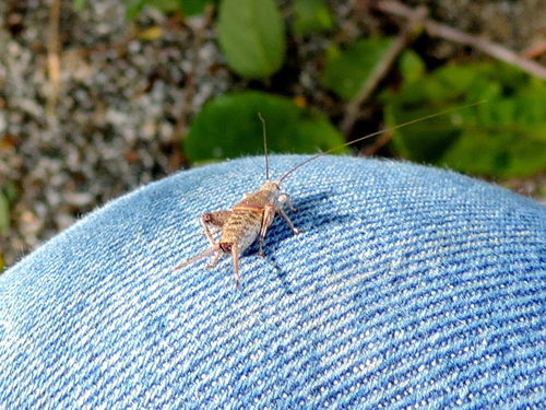 Mogoplistidae