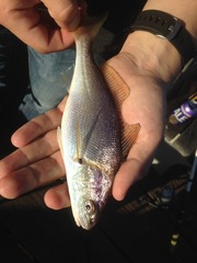 Genyonemus lineatus