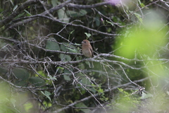 Cyanocompsa parellina