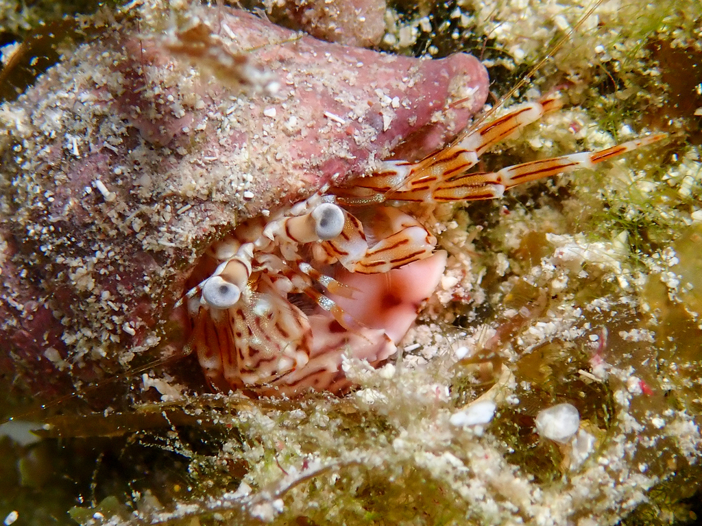 red-striped hermit