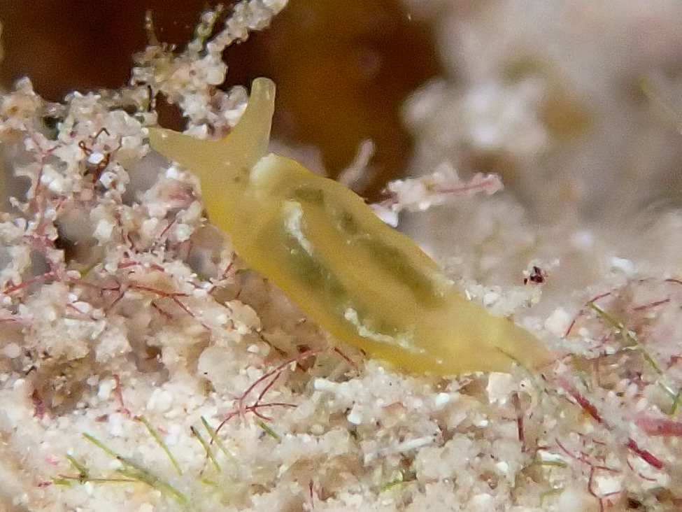 Yellow elysia