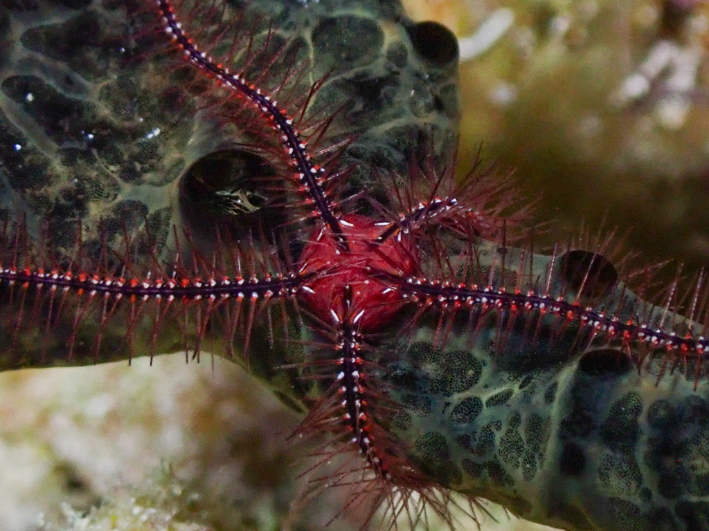 Sponge Brittle Star