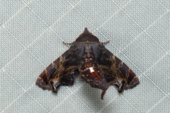 Penicillaria dorsipuncta