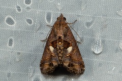 Lophoptera illucida