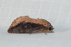 Odontodes seranensis