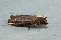 Lophoptera nama