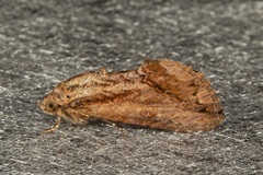Odontodes