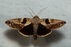Odontodes pallidifimbria