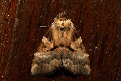 Stictopterinae