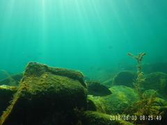 Mycteroperca rosacea