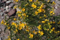 Senna birostris