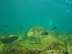 Mycteroperca rosacea