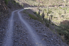 Psilopsiagon aurifrons