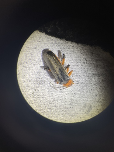 Variabler Weichkäfer