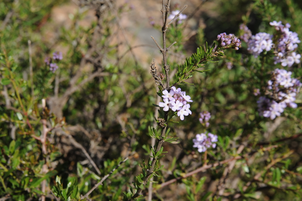 Mulguraea asparagoides