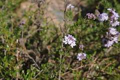 Mulguraea asparagoides