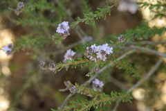Mulguraea asparagoides