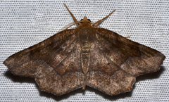 Metarranthis hypochraria