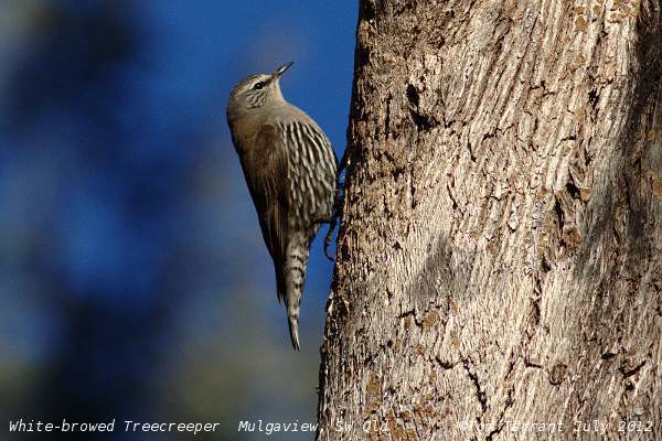 White-Browed Treecreeper