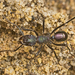 Rhytidoponera violacea - Photo (c) tjeales, algunos derechos reservados (CC BY-SA), subido por tjeales