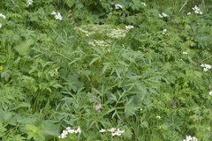 Agasyllis latifolia