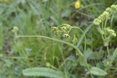 Bupleurum polyphyllum