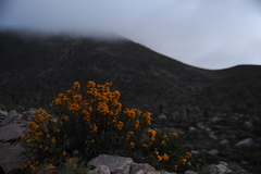 Senna crassiramea