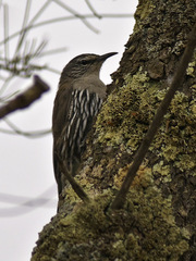 White-Browed Treecreeper photo 2