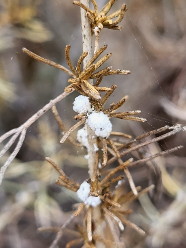 iNaturalist observation photo of Sagebrush Woolly Stem Gall Midge